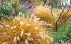 Hameln Dwarf Hardy Fountain Grass (Pennisetum) - 3 Gallon Pot -FRUIT TREES & PLANTS Sales Fountain Grass Hameln Fall