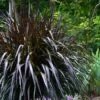 Princess Caroline Purple Fountain Grass (Pennisetum) - 6 Pack Of 1 Gallon Pots 1 Princess Caroline Purple Fountain Grass (Pennisetum) - 6 Pack Of 1 Gallon Pots -FRUIT TREES & PLANTS Sales Fountain Grass Princess Caroline 500x750 1