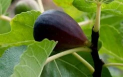 Black Mission Fig Tree - 6 Pack Of 1 Gallon Pots 11 Black Mission Fig Tree - 6 Pack Of 1 Gallon Pots -FRUIT TREES & PLANTS Sales Grape Black Mission 50