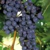 Concord Grape Vine - 3 Gallon Pot -FRUIT TREES & PLANTS Sales Grape Concord 1 1