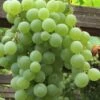 Himrod Seedless Grape Vine - 2 Gallon Pot -FRUIT TREES & PLANTS Sales Grape Himrod 1