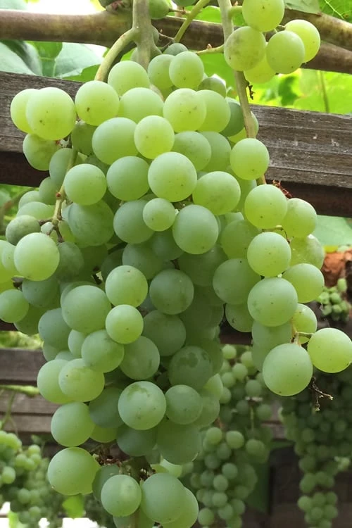 Himrod Seedless Grape Vine - 2 Gallon Pot 3 Himrod Seedless Grape Vine - 2 Gallon Pot