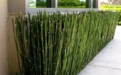 Horsetail Reed Grass - Equisetum Hyemale - 6 Pack Of 1 Gallon Pots -FRUIT TREES & PLANTS Sales Grass Horsetail 2