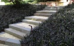 Black Mondo Grass - Ophiopogon Planiscapus 'Nigrescens' - 6 Pack Of 1 Gallon Pots 12 Black Mondo Grass - Ophiopogon Planiscapus 'Nigrescens' - 6 Pack Of 1 Gallon Pots -FRUIT TREES & PLANTS Sales Grass Mondo Black