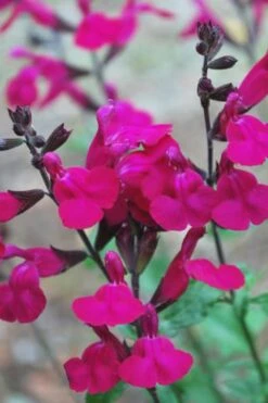 Heatwave Brilliance Salvia (Sage) - 1 Gallon Pot -FRUIT TREES & PLANTS Sales Heatwave Brilliance Salvia 500x750 1
