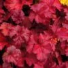 Fire Chief Heuchera (Coral Bells) - 1 Gallon Pot -FRUIT TREES & PLANTS Sales Heuchera Fire Chief 1