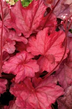 Fire Chief Heuchera (Coral Bells) - 1 Gallon Pot -FRUIT TREES & PLANTS Sales Heuchera Fire Chief 2