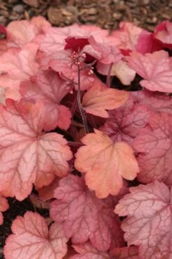 Georgia Peach Heuchera (Coral Bells) -3 Pack Of Quart Pots -FRUIT TREES & PLANTS Sales Heuchera Georgia Peach 11