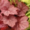 Georgia Peach Heuchera (Coral Bells) - 1 Gallon Pot -FRUIT TREES & PLANTS Sales Heuchera Georgia Peach 12 1