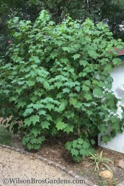 Confederate Rose Hibiscus - Rose Mallow - 3 Gallon Pot 11 Confederate Rose Hibiscus - Rose Mallow - 3 Gallon Pot -FRUIT TREES & PLANTS Sales Hibiscus Confederate Rose Shrub 1 500x700 2