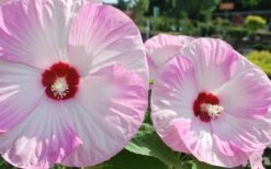 Luna Pink Swirl Hardy Hibiscus - 3 Gallon Pot -FRUIT TREES & PLANTS Sales Hibiscus Luna Pink Swirl 3