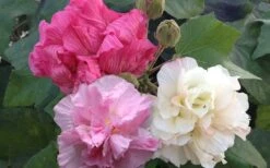 Confederate Rose Hibiscus - Rose Mallow - 3 Gallon Pot 13 Confederate Rose Hibiscus - Rose Mallow - 3 Gallon Pot -FRUIT TREES & PLANTS Sales Hibiscus Mutabilis Confederate Rose 1