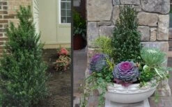 Pyramidal Compacta Japanese Holly - 3 Gallon Pot 11 Pyramidal Compacta Japanese Holly - 3 Gallon Pot -FRUIT TREES & PLANTS Sales Holly Compacta Pyramidal 2