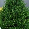 Pyramidal Compacta Japanese Holly - 3 Gallon Pot -FRUIT TREES & PLANTS Sales Holly Pyramidal Compacta BS