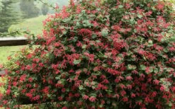 Alabama Crimson Red Trumpet Honeysuckle - 1 Gallon Pot -FRUIT TREES & PLANTS Sales Honeysuckle Alabama Crimson 2