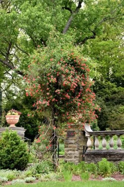 Alabama Crimson Red Trumpet Honeysuckle - 1 Gallon Pot -FRUIT TREES & PLANTS Sales Honeysuckle Alabama Crimson 3