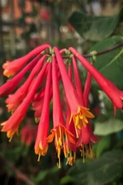 Alabama Crimson Red Trumpet Honeysuckle - 1 Gallon Pot -FRUIT TREES & PLANTS Sales Honeysuckle Alabama Crimson 4