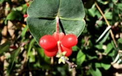 Alabama Crimson Red Trumpet Honeysuckle - 1 Gallon Pot -FRUIT TREES & PLANTS Sales Honeysuckle Coral 6