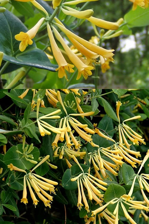 John Clayton Yellow Honeysuckle Vine - 1 Gallon Pot 7 John Clayton Yellow Honeysuckle Vine - 1 Gallon Pot - Image 5
