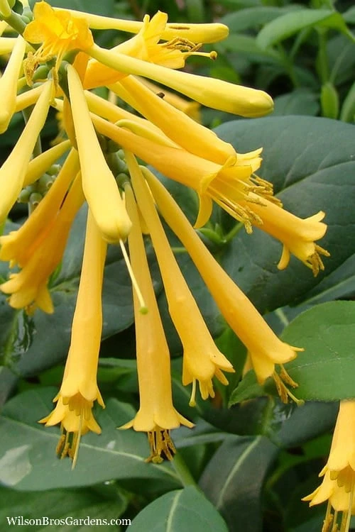 John Clayton Yellow Honeysuckle Vine - 1 Gallon Pot 3 John Clayton Yellow Honeysuckle Vine - 1 Gallon Pot