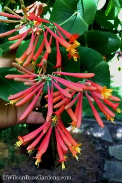 Major Wheeler Red Trumpet Honeysuckle - 1 Gallon Pot 18 Major Wheeler Red Trumpet Honeysuckle - 1 Gallon Pot -FRUIT TREES & PLANTS Sales Honeysuckle Major Wheeler 23 3