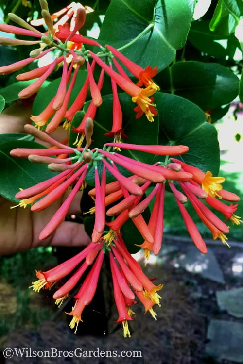 Major Wheeler Red Trumpet Honeysuckle - 1 Gallon Pot 10 Major Wheeler Red Trumpet Honeysuckle - 1 Gallon Pot - Image 8