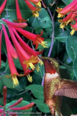 Major Wheeler Red Trumpet Honeysuckle - 2 Gallon Pot