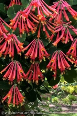 Major Wheeler Red Trumpet Honeysuckle - 1 Gallon Pot 14 Major Wheeler Red Trumpet Honeysuckle - 1 Gallon Pot -FRUIT TREES & PLANTS Sales Honeysuckle Major Wheeler 31 3