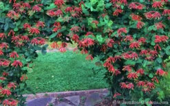 Major Wheeler Red Trumpet Honeysuckle - 1 Gallon Pot 15 Major Wheeler Red Trumpet Honeysuckle - 1 Gallon Pot -FRUIT TREES & PLANTS Sales Honeysuckle Major Wheeler 35 3