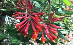 Major Wheeler Red Trumpet Honeysuckle - 2 Gallon Pot -FRUIT TREES & PLANTS Sales Honeysuckle Major Wheeler 37 1