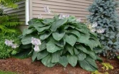 Empress Wu Giant Hosta Lily - 6 Pack Of 1 Gallon Pots 14 Empress Wu Giant Hosta Lily - 6 Pack Of 1 Gallon Pots -FRUIT TREES & PLANTS Sales Hosta Empress Wu 20
