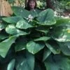 Empress Wu Giant Hosta Lily - 6 Pack Of 1 Gallon Pots -FRUIT TREES & PLANTS Sales Hosta Empress Wu 21