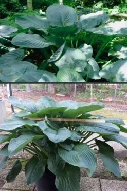 Empress Wu Giant Hosta Lily - 6 Pack Of 1 Gallon Pots 15 Empress Wu Giant Hosta Lily - 6 Pack Of 1 Gallon Pots -FRUIT TREES & PLANTS Sales Hosta Empress Wu 500x750 1