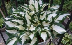 Fire & Ice Hosta Lily - 1 Gallon Pot -FRUIT TREES & PLANTS Sales Hosta Fire And Ice
