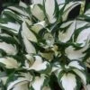 Fire & Ice Hosta Lily - 1 Gallon Pot -FRUIT TREES & PLANTS Sales Hosta Fire And Ice 500x750 1