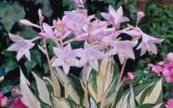 Fire & Ice Hosta Lily - 1 Gallon Pot -FRUIT TREES & PLANTS Sales Hosta Fire And Ice Flowers