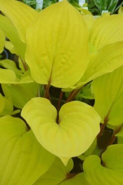 Fire Island Hosta Lily - 6 Pack Of 1 Gallon Pots -FRUIT TREES & PLANTS Sales Hosta Lily Fire Island Closeup 1