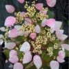 Roseum Pink Climbing Hydrangea - Schizophragma Hydrangeoides - 3 Gallon Pot 1 Roseum Pink Climbing Hydrangea - Schizophragma Hydrangeoides - 3 Gallon Pot -FRUIT TREES & PLANTS Sales Hydrangea Climbing Pink 12