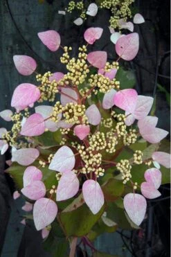 Roseum Pink Climbing Hydrangea - Schizophragma Hydrangeoides - 3 Gallon Pot