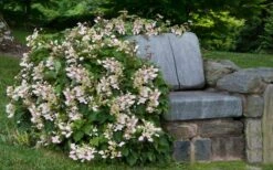 Roseum Pink Climbing Hydrangea - Schizophragma Hydrangeoides - 3 Gallon Pot -FRUIT TREES & PLANTS Sales Hydrangea Climbing Pink 14