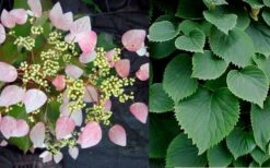 Roseum Pink Climbing Hydrangea - Schizophragma Hydrangeoides - 3 Gallon Pot -FRUIT TREES & PLANTS Sales Hydrangea Pink Climbing 1