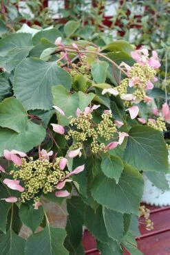 Roseum Pink Climbing Hydrangea - Schizophragma Hydrangeoides - 3 Gallon Pot -FRUIT TREES & PLANTS Sales Hydrangea Pink Climbing 1 500x750 1