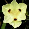 Yellow Butterfly African Iris - Dietes Bicolor - 1 Gallon Pot 2 Yellow Butterfly African Iris - Dietes Bicolor - 1 Gallon Pot -FRUIT TREES & PLANTS Sales Iris Yellow Butterfly 1