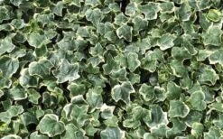 Anne Marie White Variegated Ivy (Hedera Helix) - 6 Pack Of 2.5" Pots -FRUIT TREES & PLANTS Sales Ivy Anne Marie 1