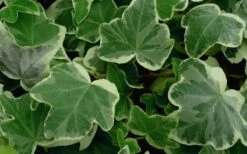 Anne Marie White Variegated Ivy (Hedera Helix) - 10 Count Flat Of Pint Pots -FRUIT TREES & PLANTS Sales Ivy Anne Marie 50 2