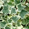 Anne Marie White Variegated Ivy (Hedera Helix) - 6 Pack Of 2.5" Pots 2 Anne Marie White Variegated Ivy (Hedera Helix) - 6 Pack Of 2.5" Pots -FRUIT TREES & PLANTS Sales Ivy Anne Marie 500x750 2