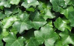 English Ivy (Hedera Helix) - 36 Pack Of 3.5" Pots -FRUIT TREES & PLANTS Sales Ivy English 1