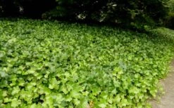 English Ivy (Hedera Helix) - 36 Pack Of 3.5" Pots -FRUIT TREES & PLANTS Sales Ivy English 2