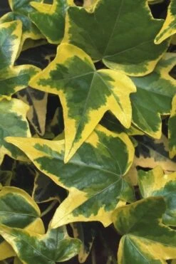 Gold Child Ivy (Hedera Helix) - 6 Pack Of Pint Pots -FRUIT TREES & PLANTS Sales Ivy Gold Child 1