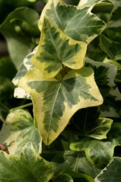 Gold Child Ivy (Hedera Helix) - 6 Pack Of Pint Pots -FRUIT TREES & PLANTS Sales Ivy Gold Child 3